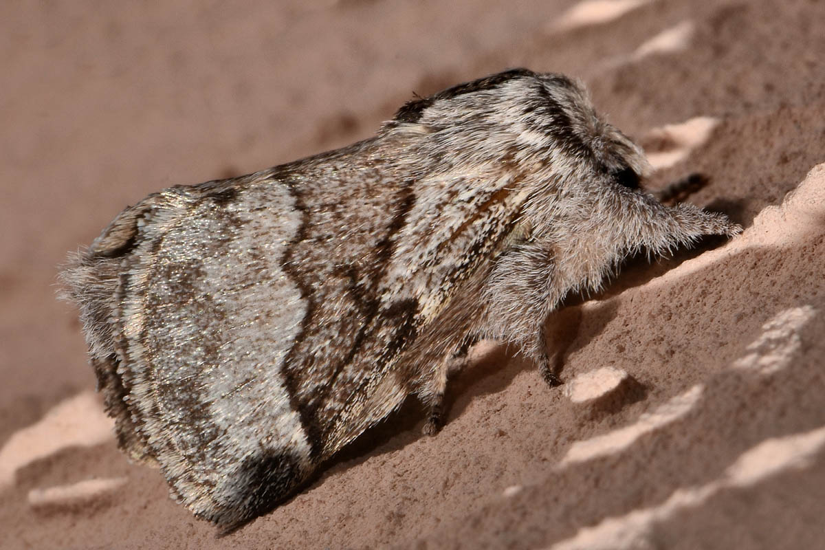 Noctuidae? No, Lasiocampidae - Trichiura crataegi